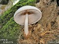 Volvariella bombycina-amf1933-1